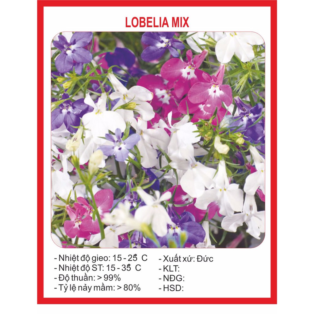 "Gói 100 Hạt " Hạt giống hoa cúc Lobelia ( cúc thúy điệp )