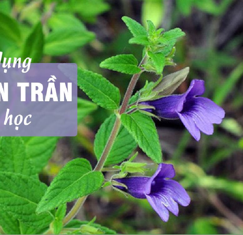 Hạt Giống Cây Nhân Trần - ( cây dược liệu - 200 hạt/gói )