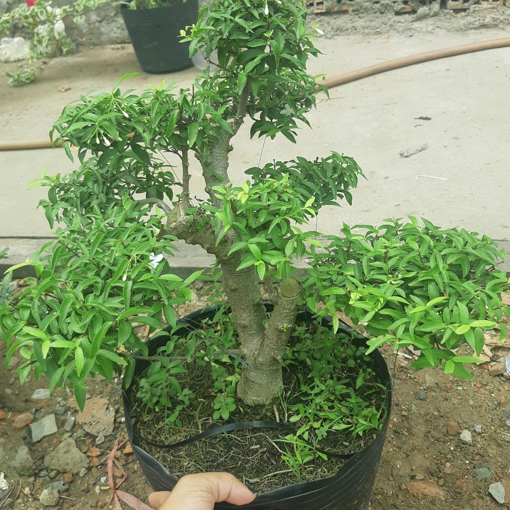 mai chiếu thủy gốc gân lớn