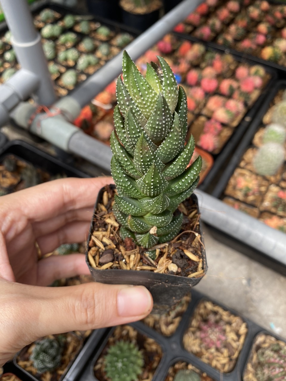 Xương rồng móng rồng , móng cụp giá rẻ.