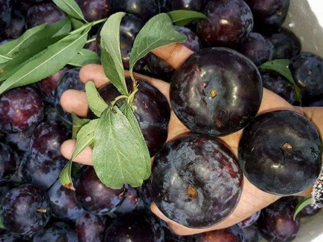 CÂY GIỐNG MẬN TÍM CHÍN SỚM BẮC HÀ