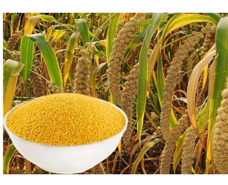 [HCM]Hạt kê nếp bắc - gói 200gr