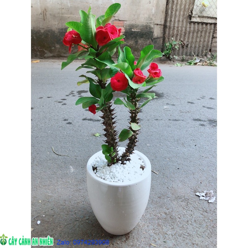 Chậu Xương Rồng Bát Tiên