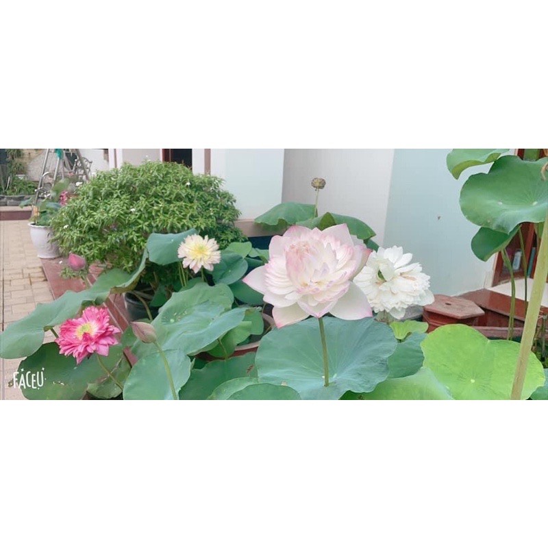 Củ sen Super lotus ra hoa sau 45 ngày