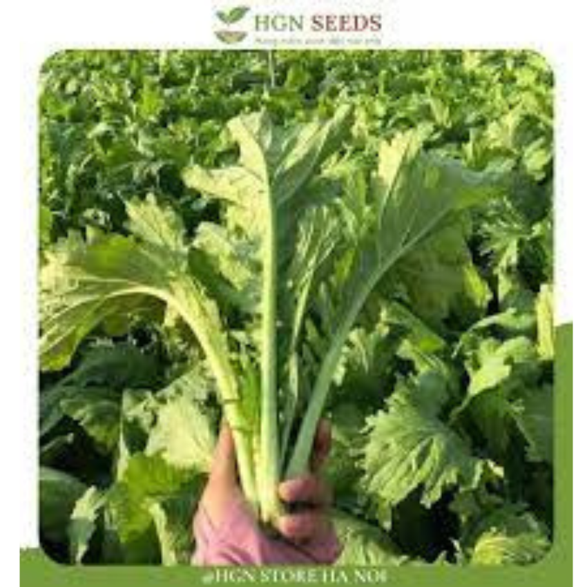 200 HẠT GIỐNG RAU CẢI MÈO TÂY BẮC