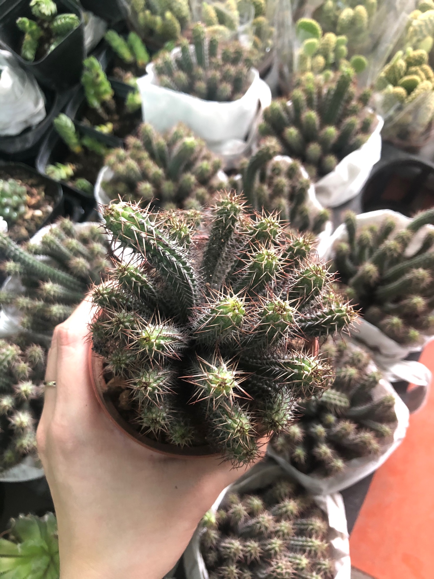 Xương rồng sâu
