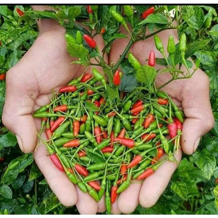 Cây ớt xiêm xanh