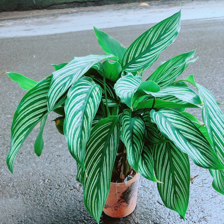 [HCM]Đuôi Công Sọc Xanh