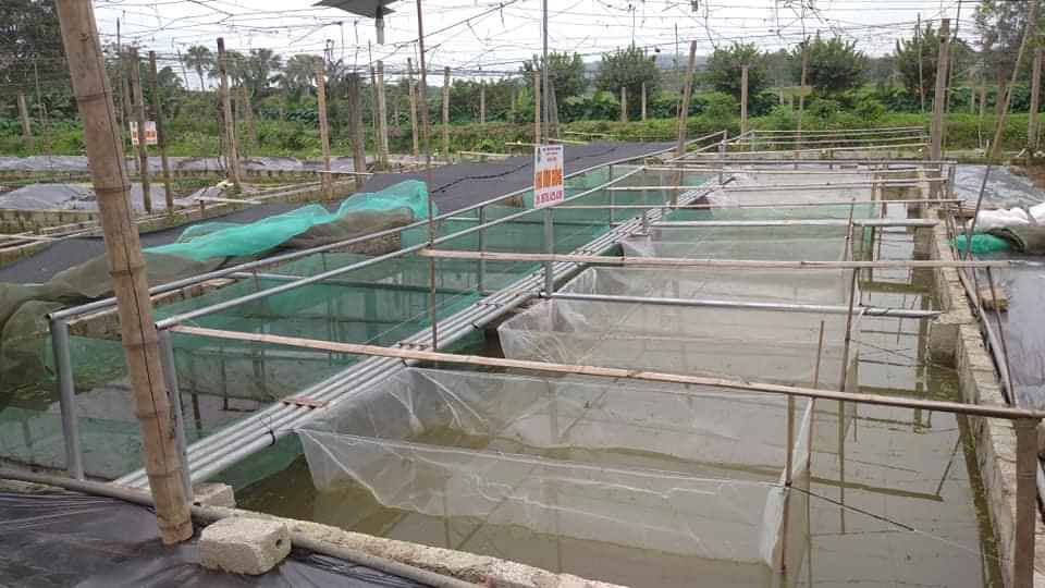 Tráng lưới nuôi ốc ếch cá mới nở 2x1x1