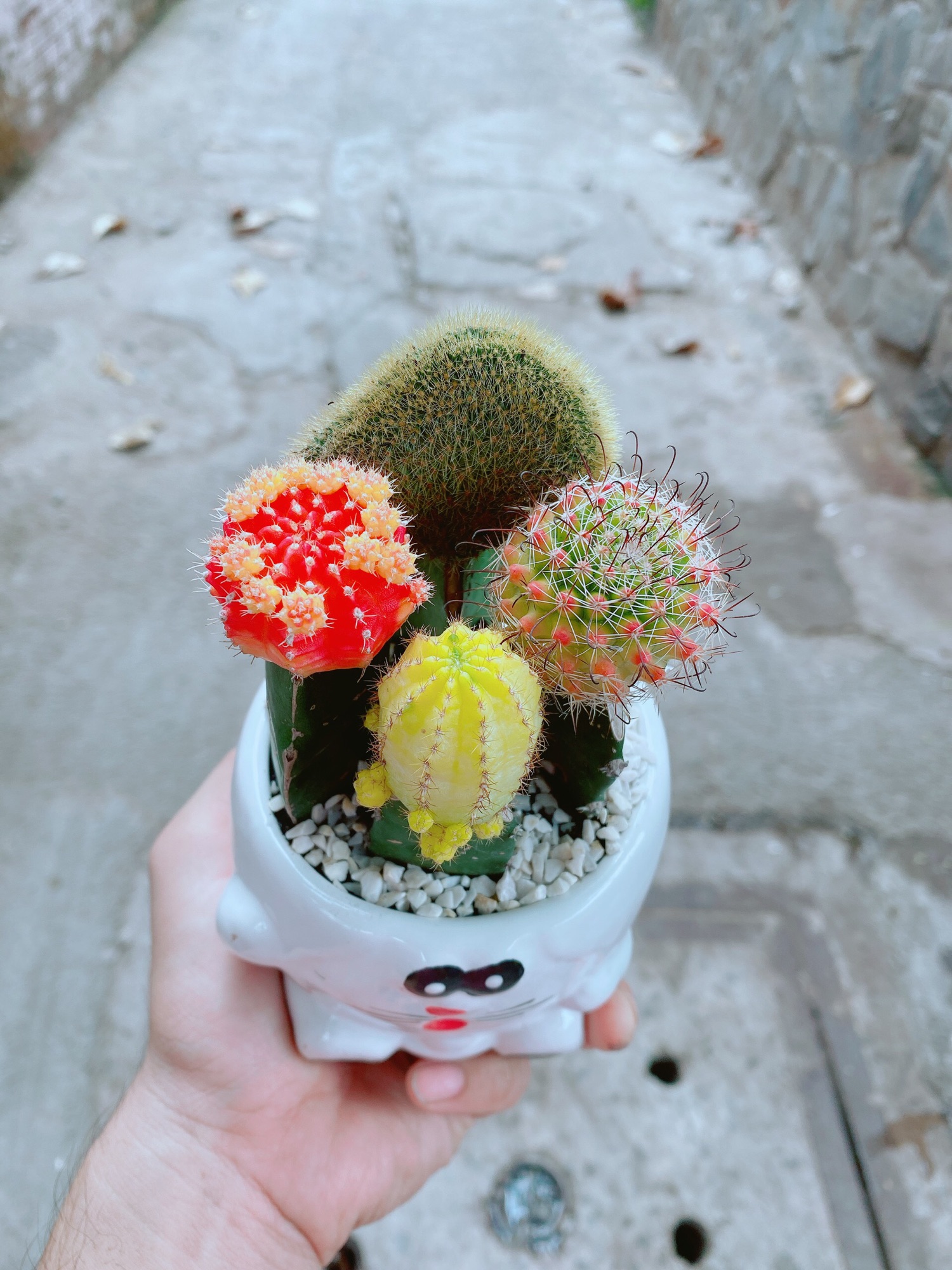 Chậu xương rồng tiểu cảnh