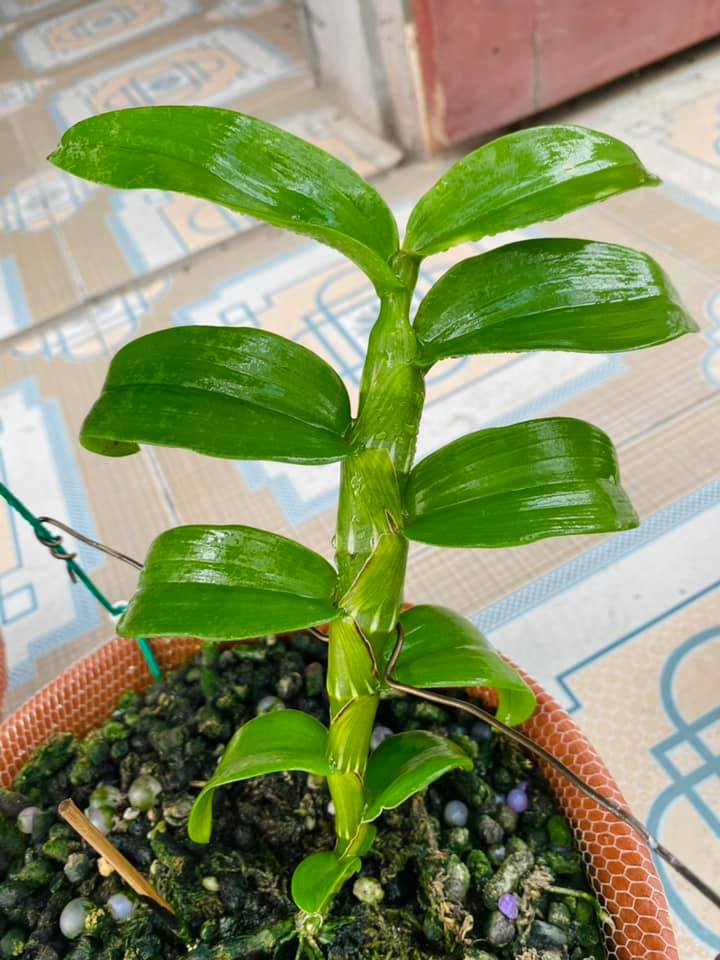 Hoa phong lan phi điệp - 6 mắt thái bình