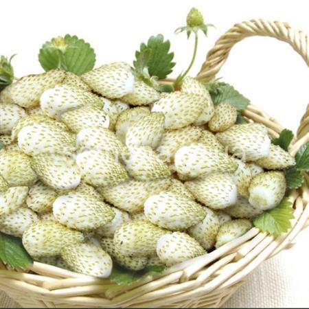 Gói 30  hạt giống Dâu Tây Trắng Ngọt Vesca