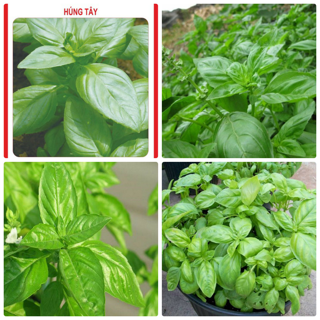 Hạt Giống Rau Húng Tây - Gói 100 hạt