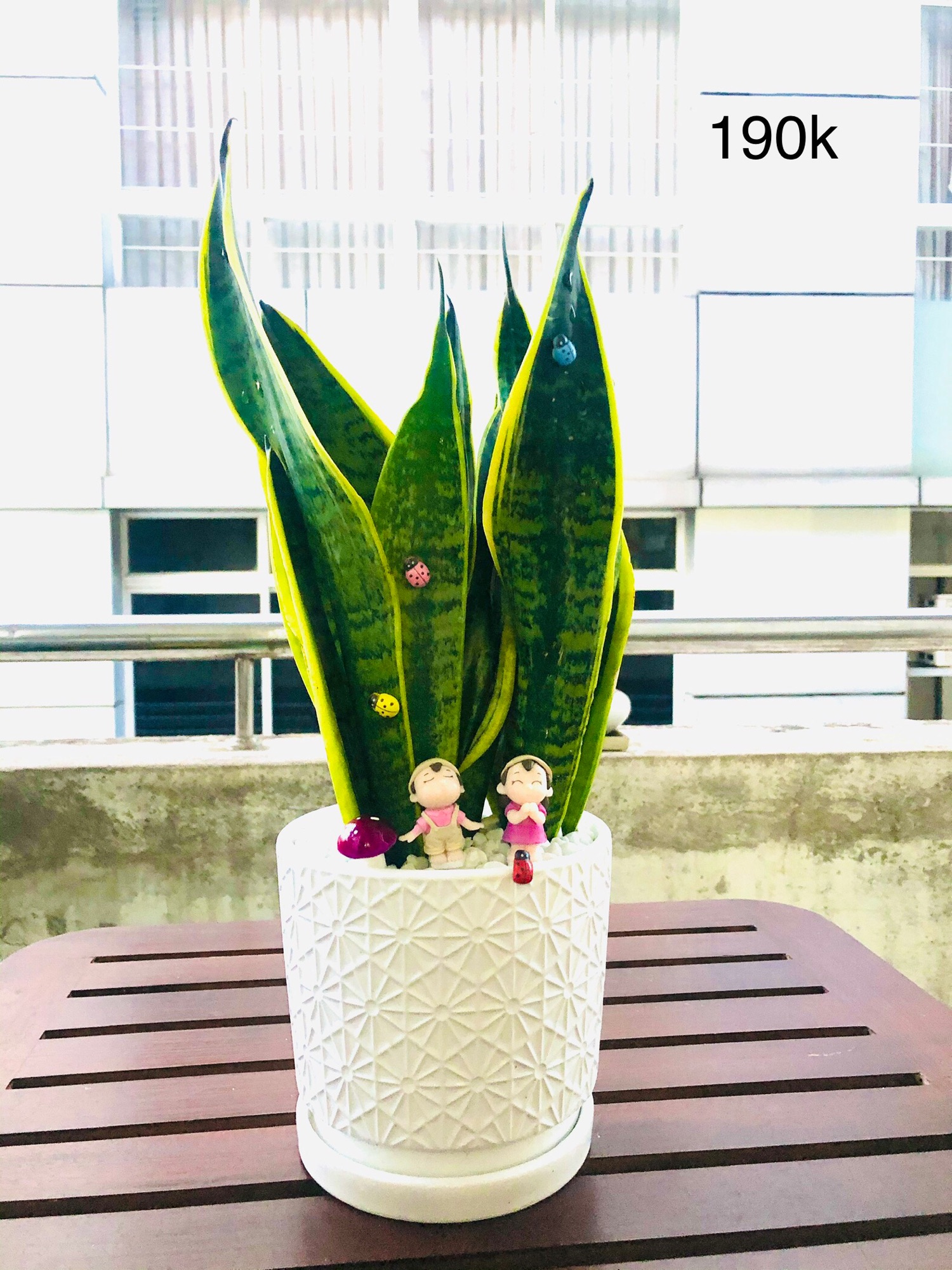 Chậu lưỡi hổ lớn để bàn