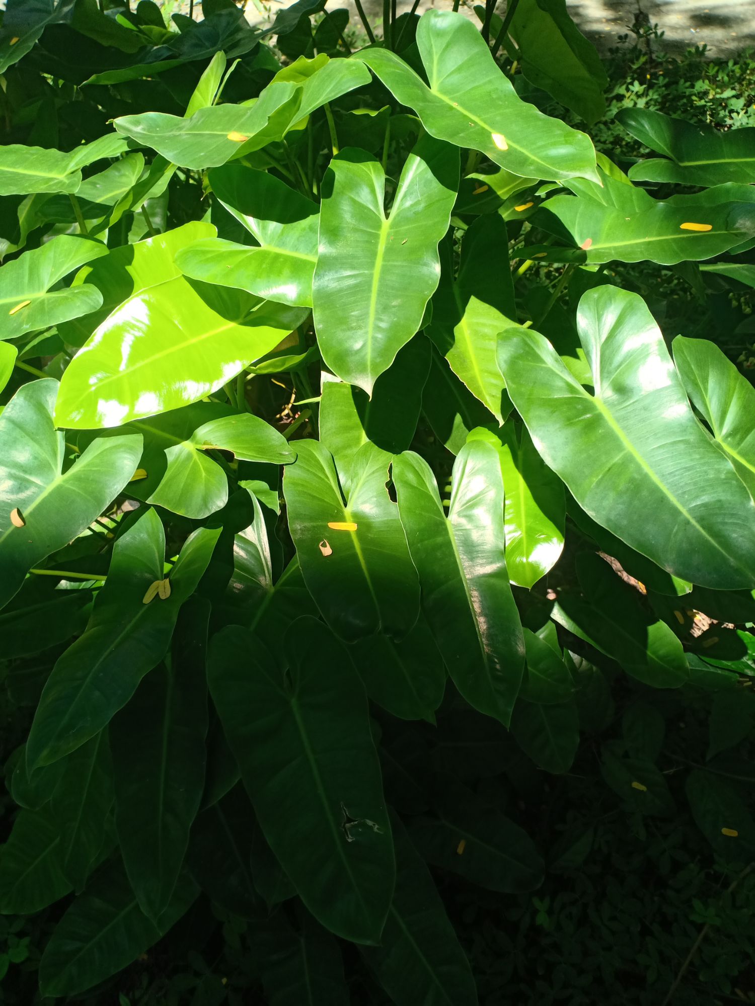 Trầu bà tỷ phú