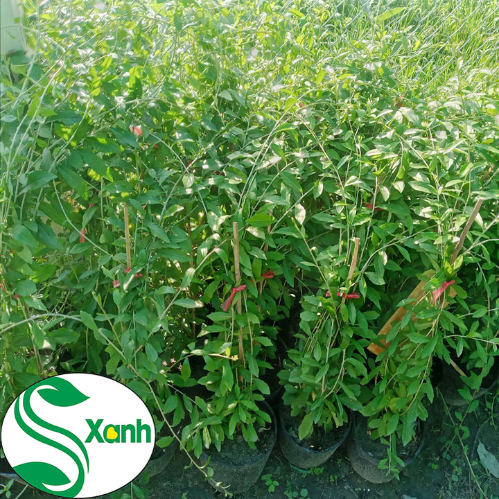 Cây Cúc Tần Ấn Độ che nắng trang trí ban công, nhà hàng, quán cà phê