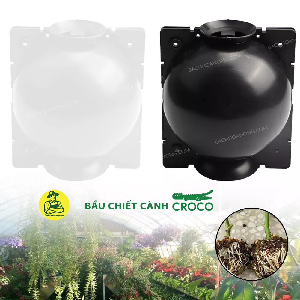 [HCM]Combo 3 Bầu chiết cành Croco - Size M (8cm), Màu Đen