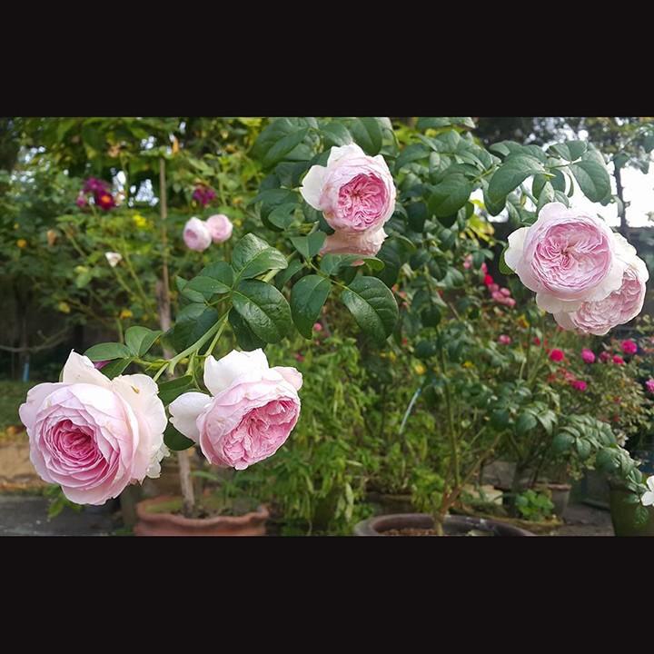 Hoa hông leo Mon Coeur rose