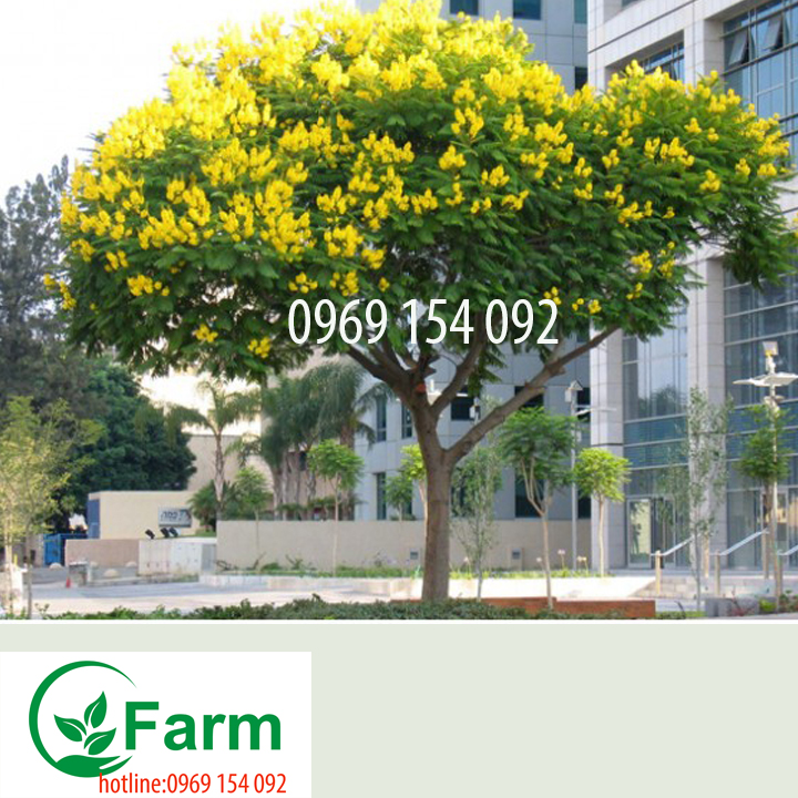 cây muồng hoàng yến