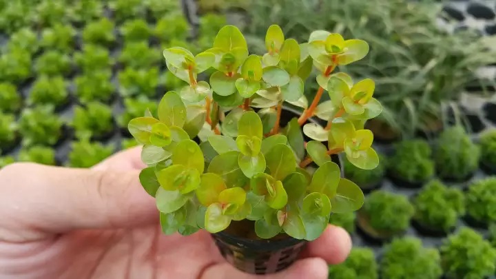 Khóm cây thủy sinh vảy ốc Ấn Độ ( Trung, Hậu cảnh)