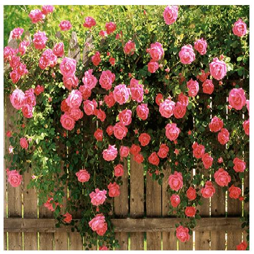 Hoa hông leo Mon Coeur rose