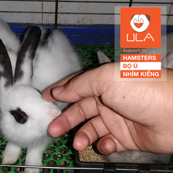 2KG Cám Thỏ, bọ, hamsters - Ula Pets