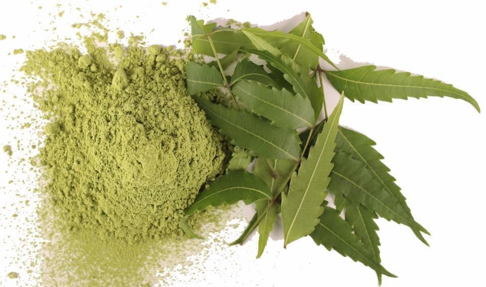 Bột lá neem Ấn Độ 100g