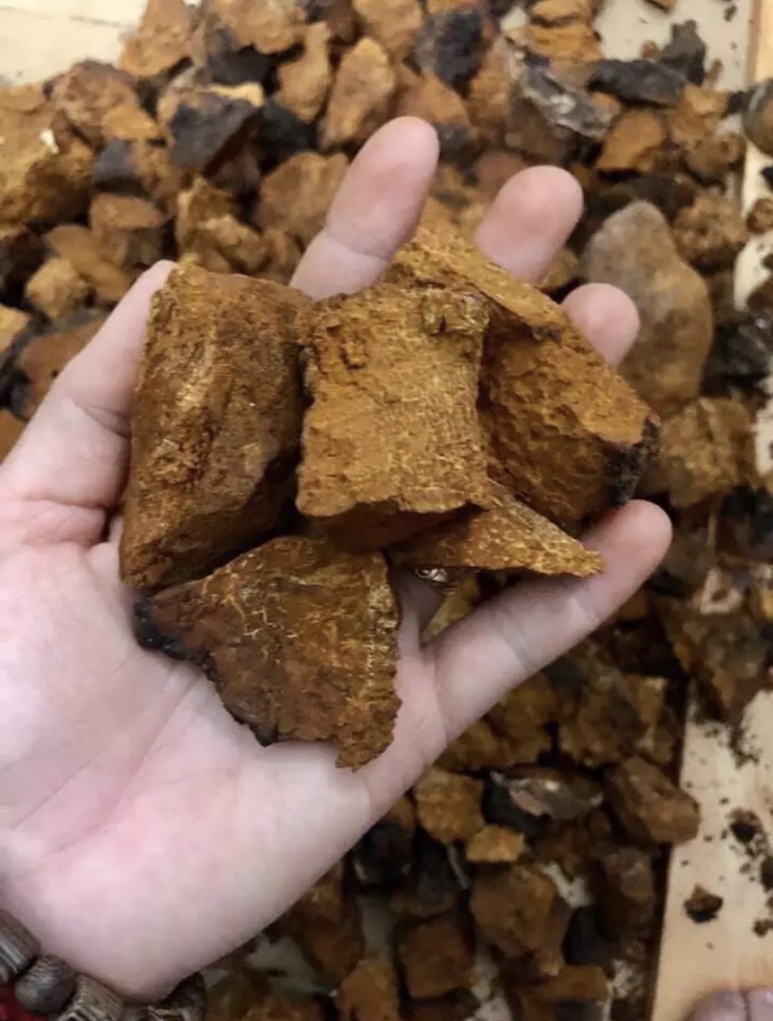 Nấm Chaga Sibiri Nga- Gói 100 gram