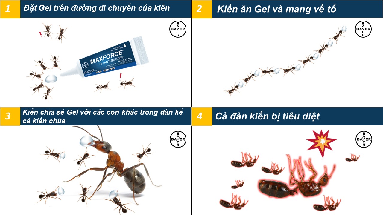 [HCM]Thuốc diệt kiến dạng gel Bayer Maxforce Quantum 12g