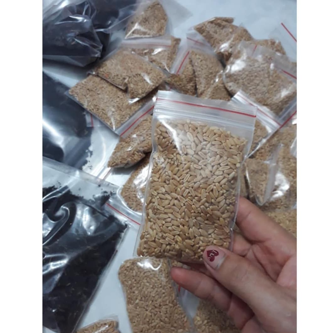 Cat Grass Seeds Eat Pepper to Grow Fluffy Fur