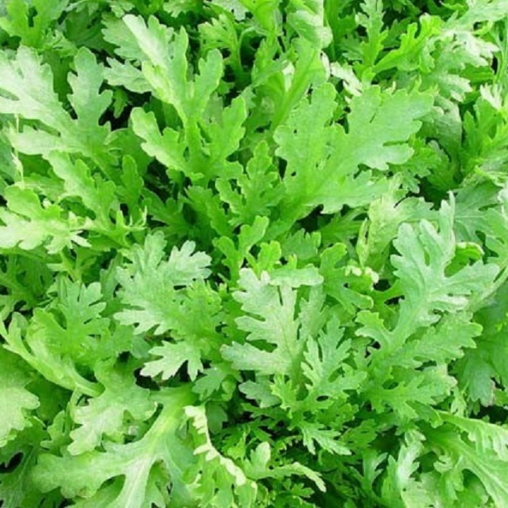 Hạt giống Rau tần ô gói 20 gr