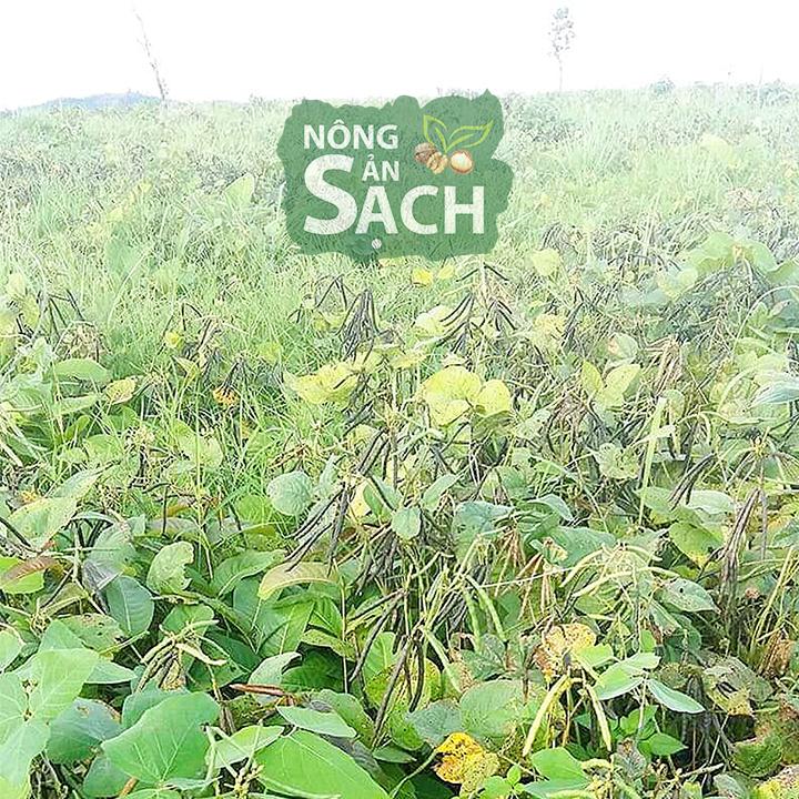 1kg Đậu Đen Xanh Lòng Giống Thuần Chủng