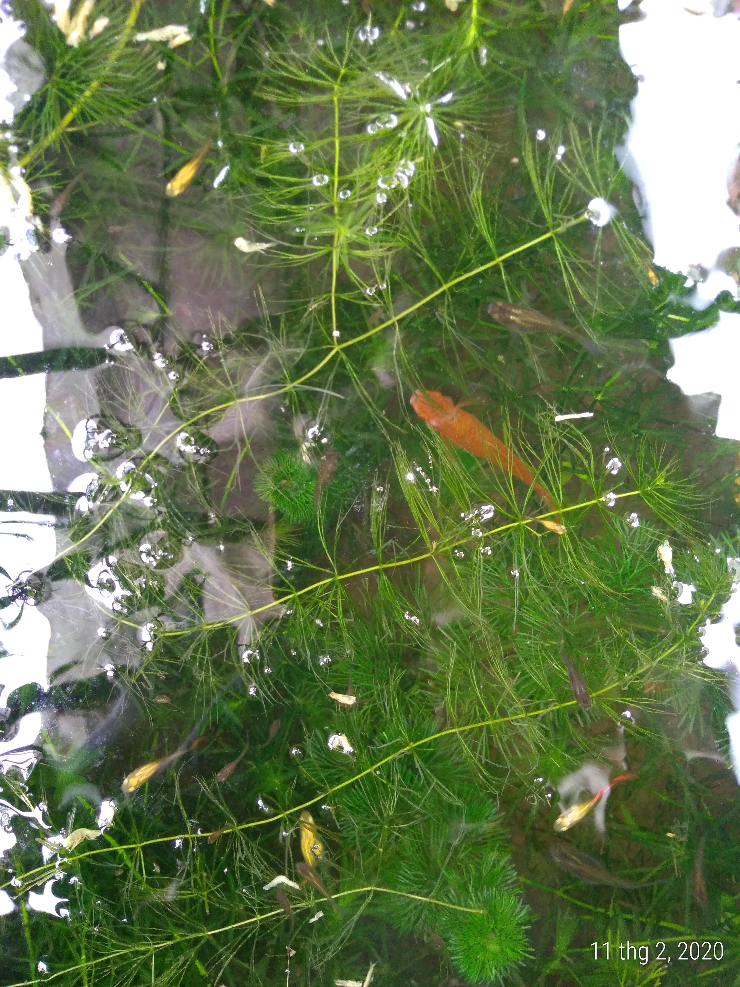 Rong đuôi chồn - Cây thủy sinh (1 bó 10 đến 15 nhánh)
