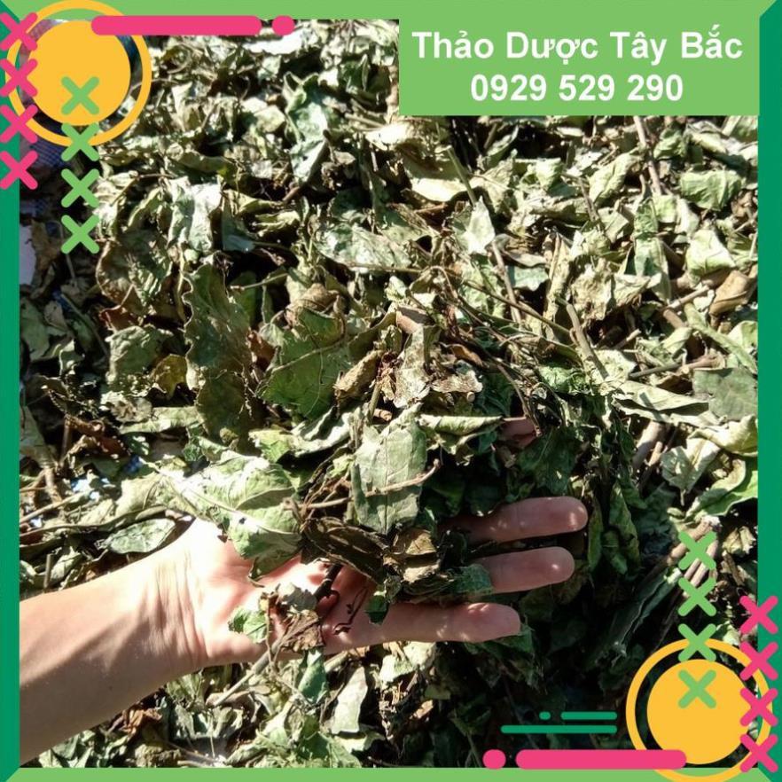 [COMBO 3KG] ✅✅  Xạ Đen Hòa Bình - Cây Xạ Đen Lá Răng Cưa