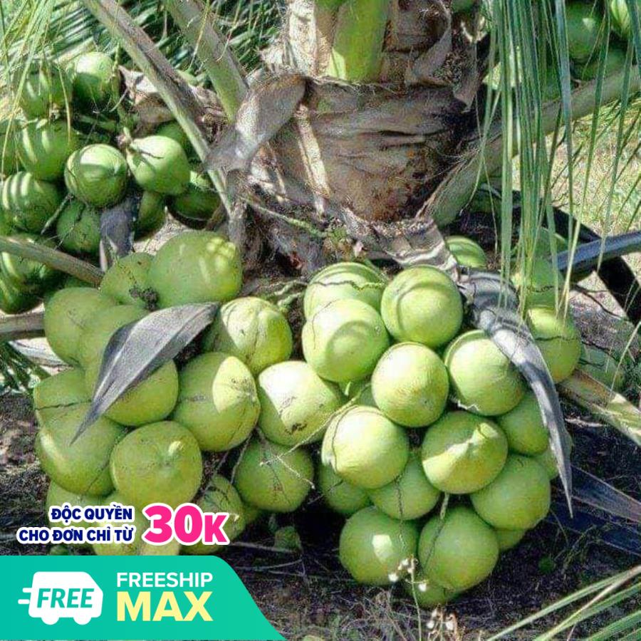 Cây giống dừa xiêm lùn xanh bến tre siêu quả, năng suất cao chuẩn f1 quá đẹp