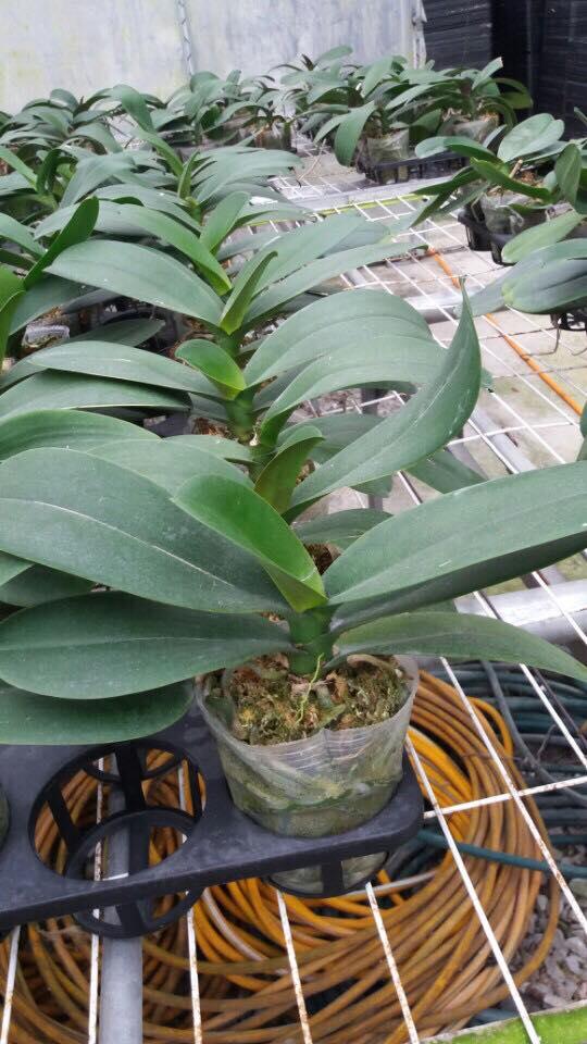 COMBO 3 cây lan hồ điệp hoa tết 2020