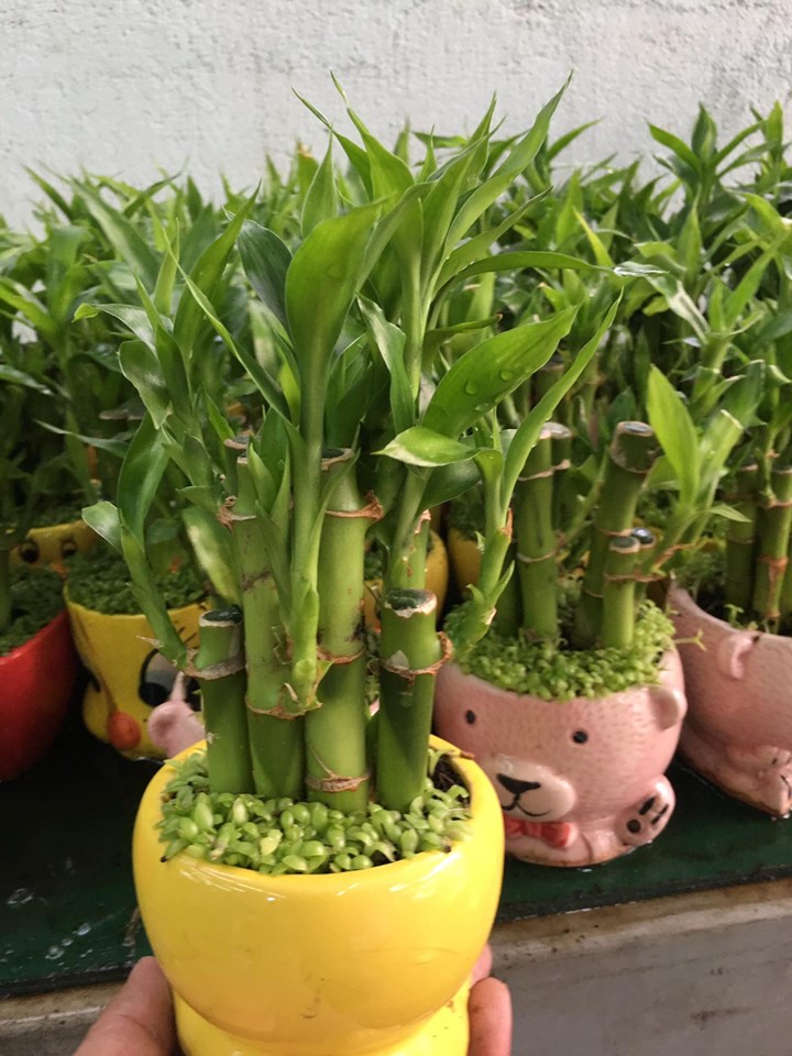 Chậu trúc phú quý phong thủy