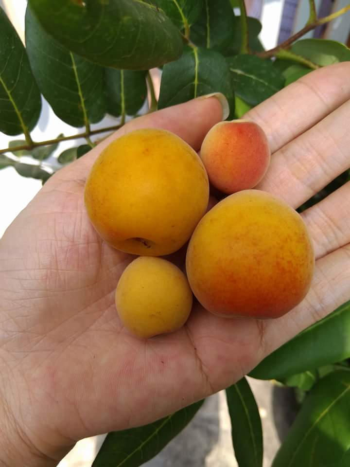 [HCM]MƠ NGÂM ĐƯỜNG HÀ NỘI
