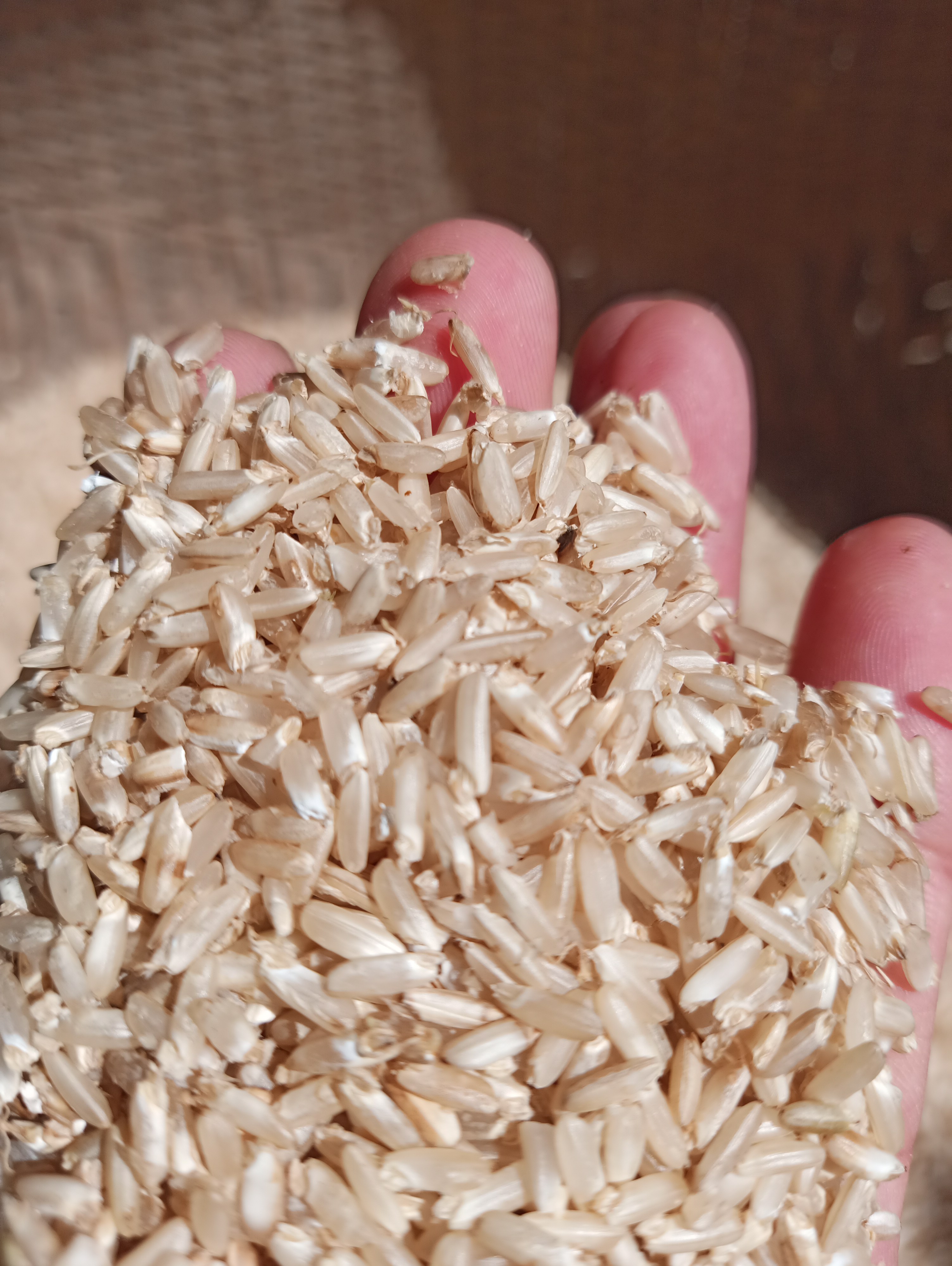 Gạo mầm Kagaba 5 kg