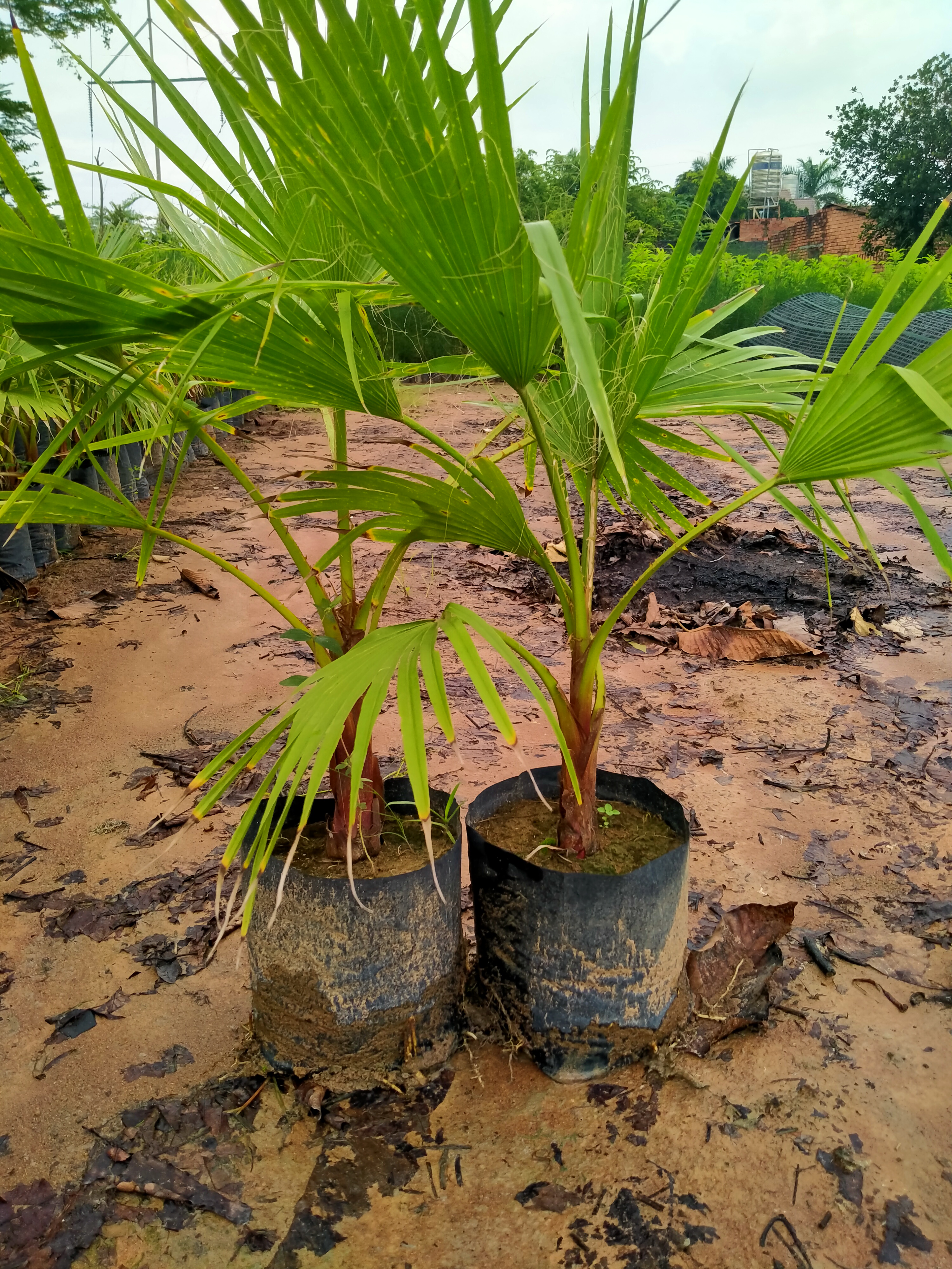 2 Cây cọ mỹ
