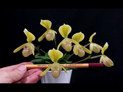 Lan hài vàng rừng kontum - HVKT