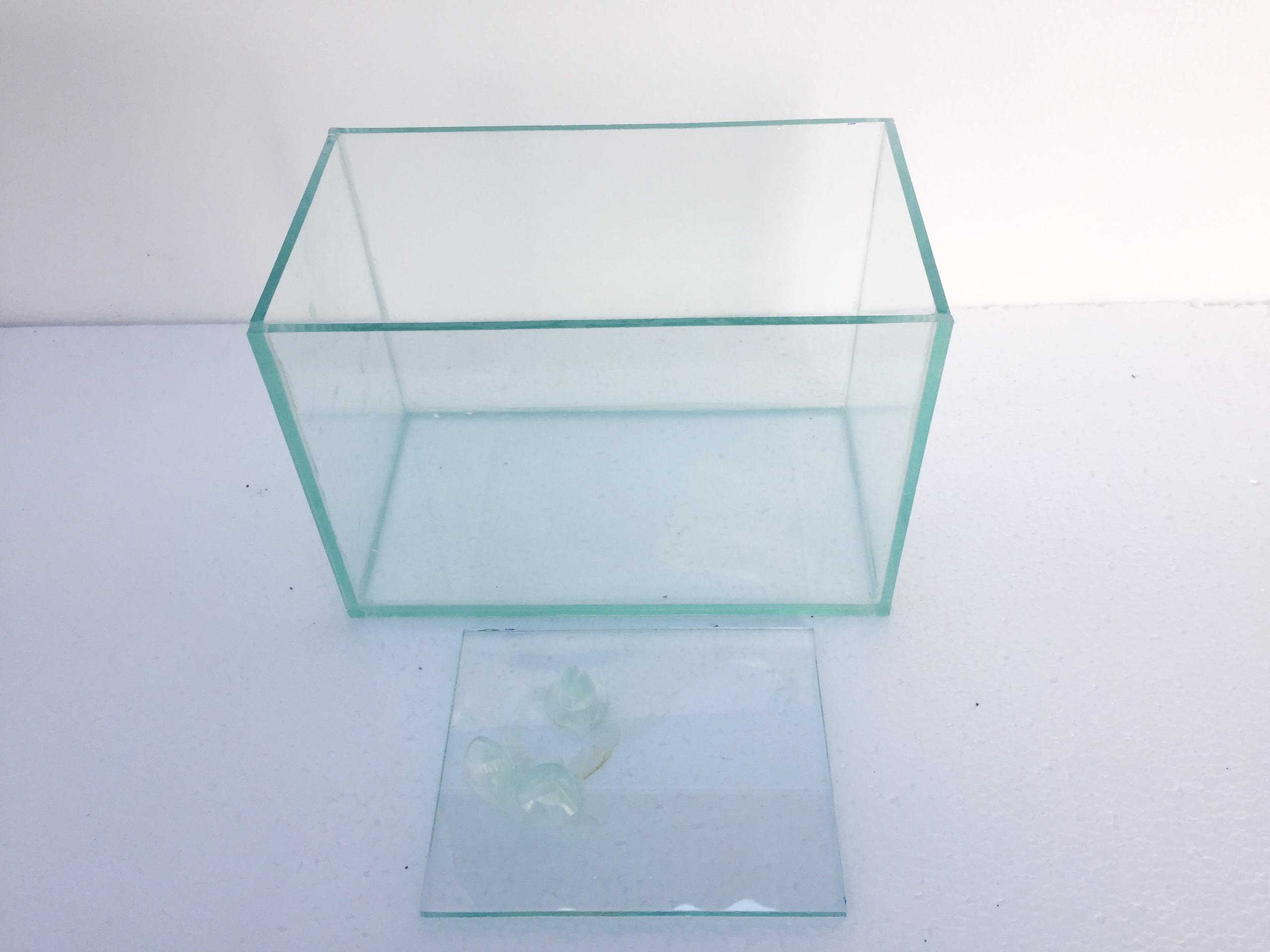Bể cá betta có vách ngăn đôi - bể cá mini (vách ngăn có thể tháo lắp)