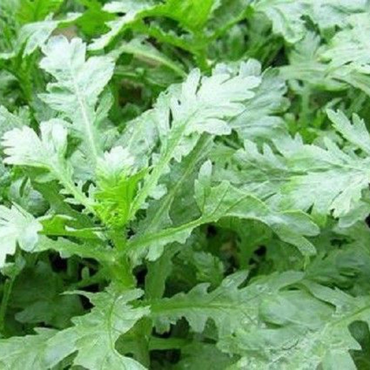 Hạt giống Rau tần ô gói 20 gr