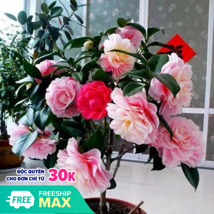 Cây Hoa Trà mi chậu bầu đang nụ hoa chuẩn tết - HTMB