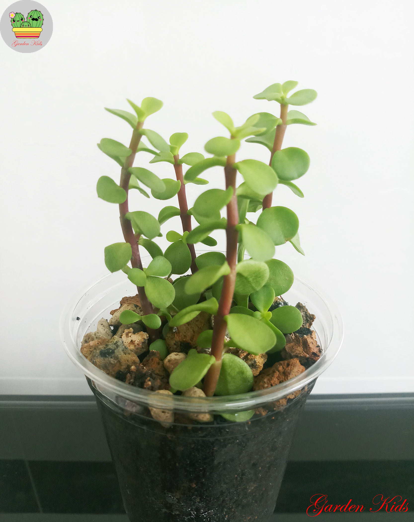 Sen đá dola xanh - 4 cây có rể (Portulacaria)
