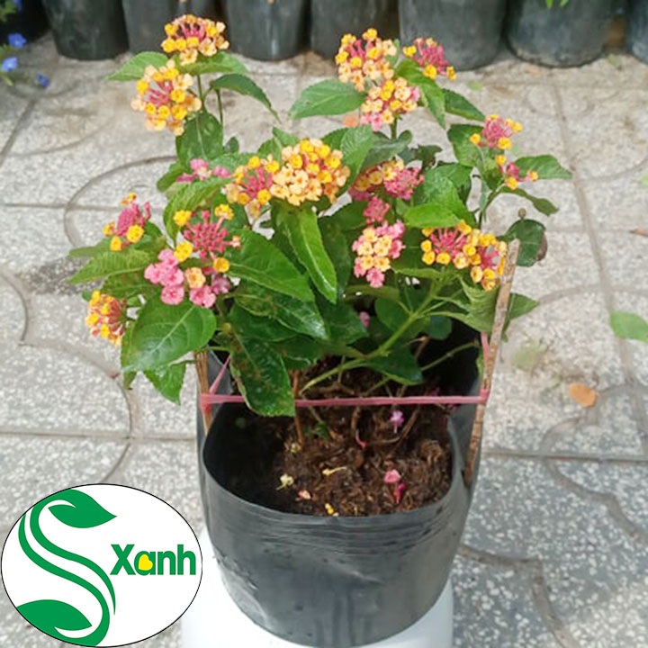 Cây hoa Trâm ổi, hoa ngũ sắc