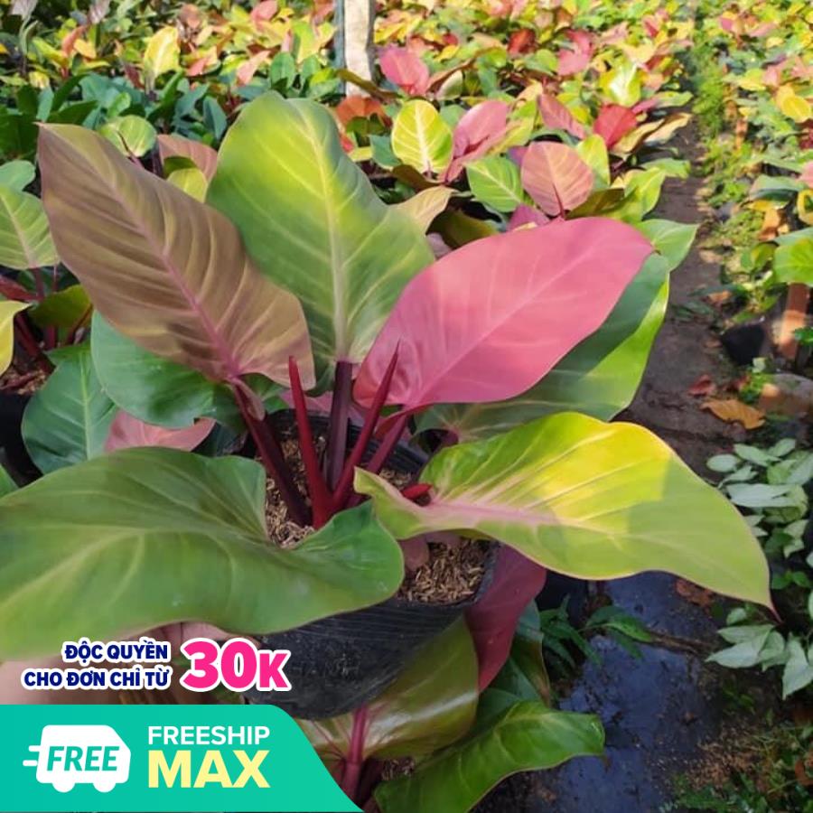 Trầu bà đế vương (đỏ) + tặng phân bón cho cây mau lớn