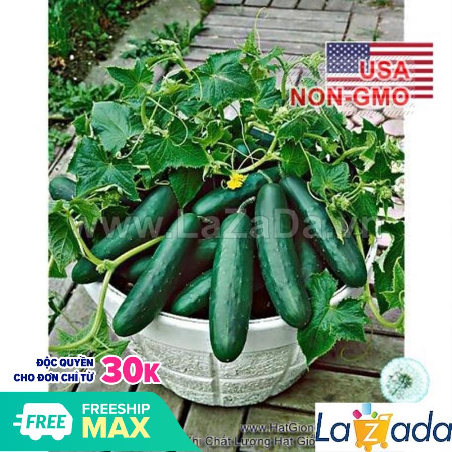 10h Hạt Giống Dưa Chuột Bụi Siêu Nhỏ SpaceMaster