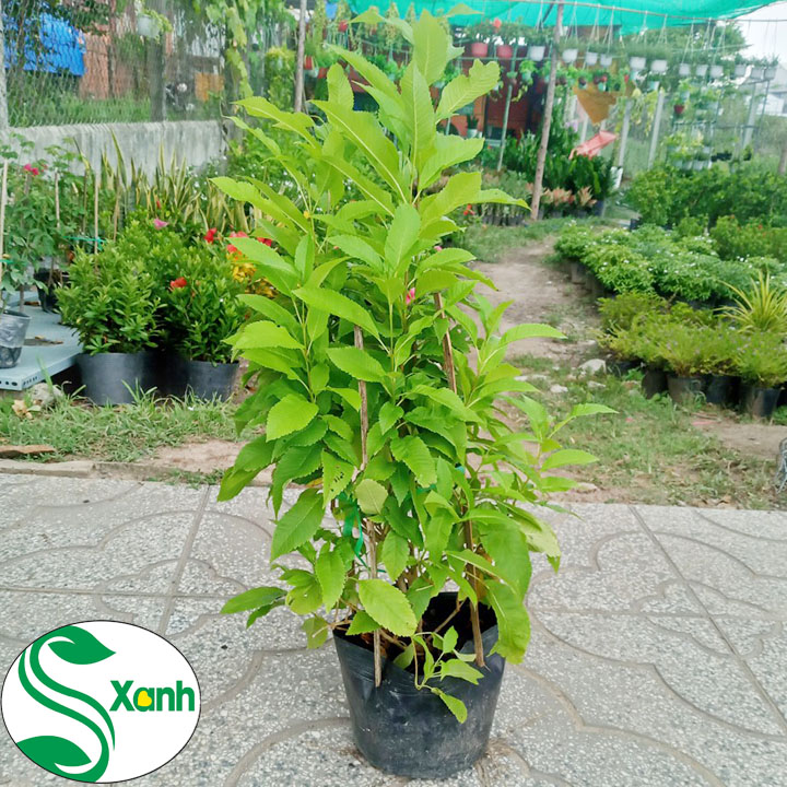 Cây Hoa Chuông Vàng