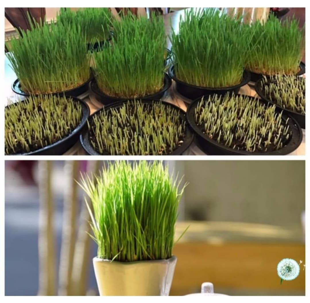 Cat Grass Seeds Eat Pepper to Grow Fluffy Fur